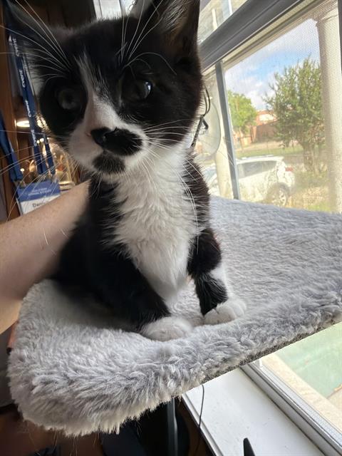 ZOE