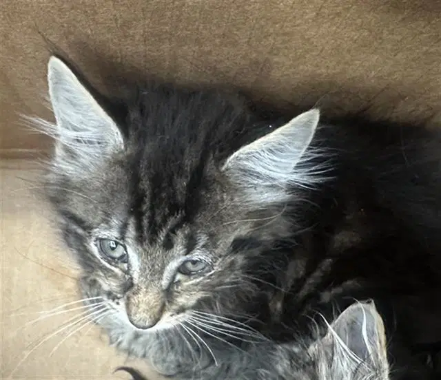 Elm - Domestic Long Hair