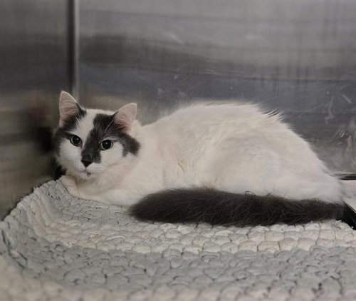 LIL BOY, an adoptable Domestic Long Hair in Dallas, TX