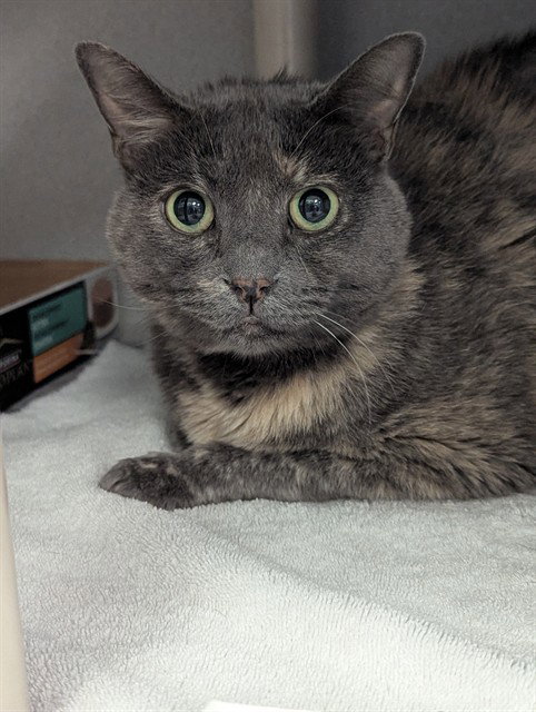 MERIDA JANE, Senior Domestic Medium Hair (medium coat), cat for adoption in Hurst, Texas