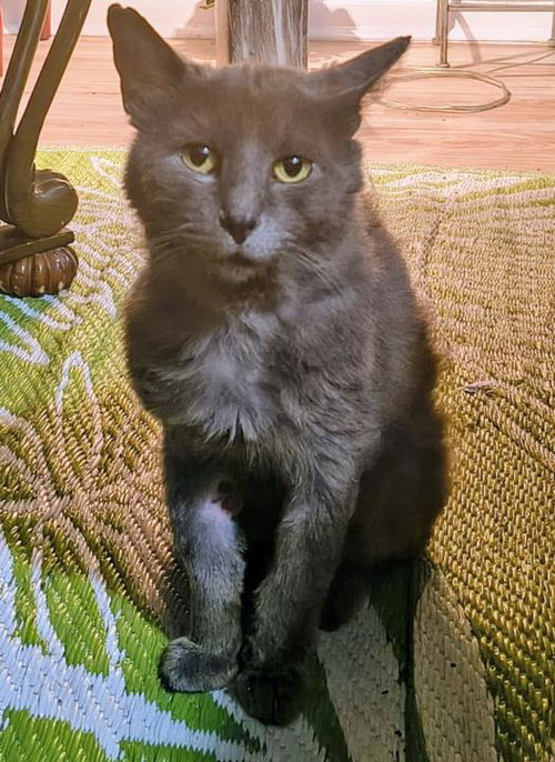 GREYSON