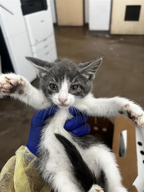 RUMMIE