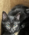 ONYX - Photo 1