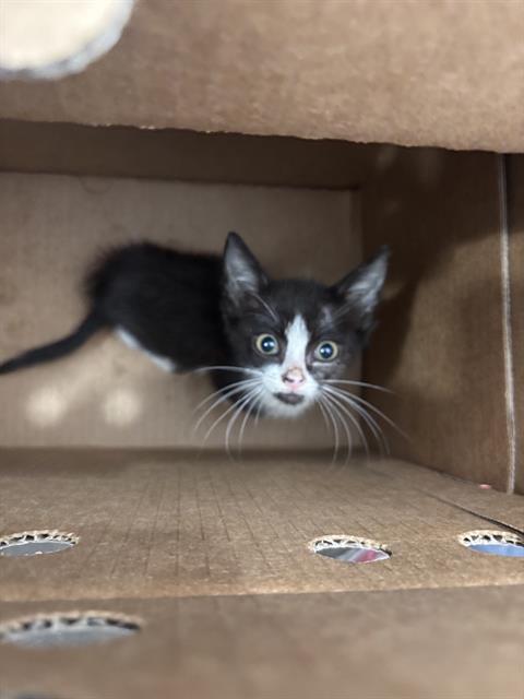 OREO