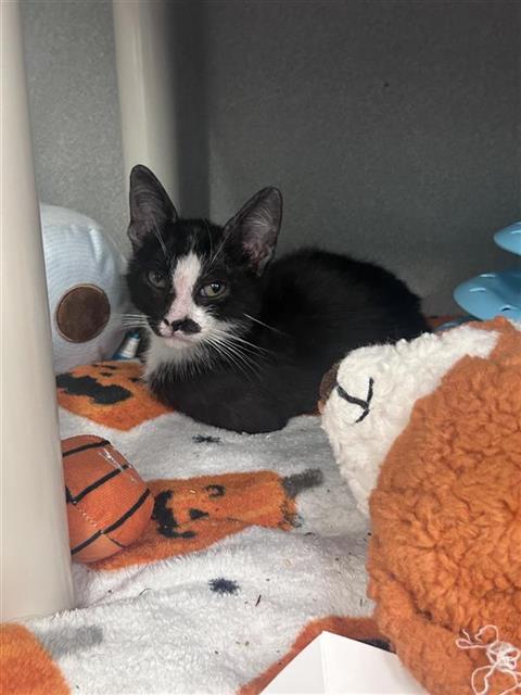 BUDDY, Baby Domestic Short Hair (medium coat), cat for adoption in Arlington, Texas