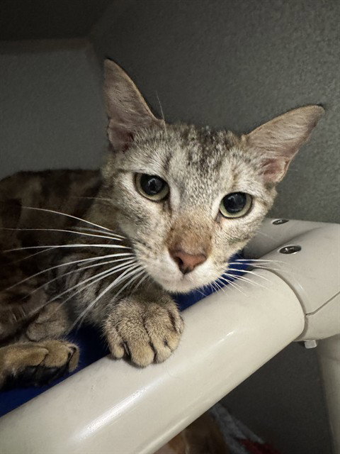 HAZEL, Adult Domestic Short Hair (medium coat), cat for adoption in Hurst, Texas
