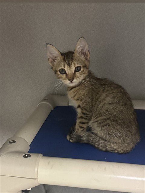 COCO, Baby Domestic Short Hair (medium coat), cat for adoption in Hurst, Texas