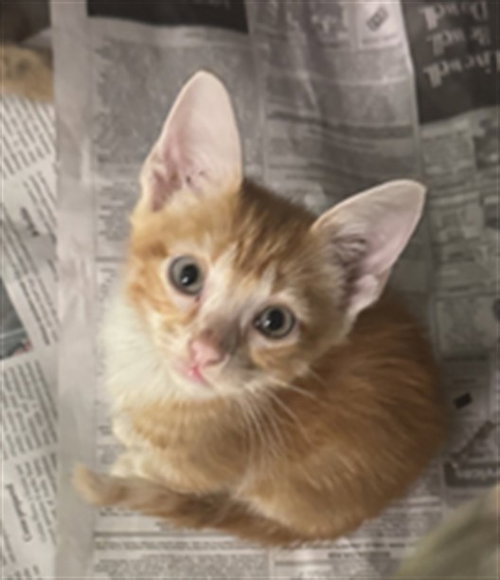 CLIFF, Baby Domestic Short Hair (medium coat), cat for adoption in Hurst, Texas