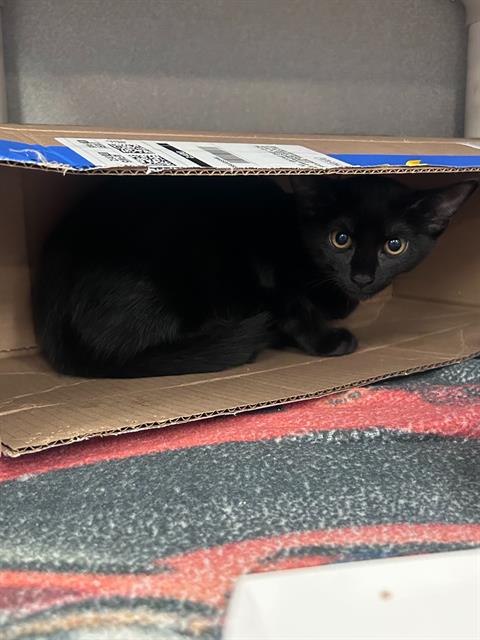 RUBEN, Baby Domestic Short Hair (medium coat), cat for adoption in Arlington, Texas