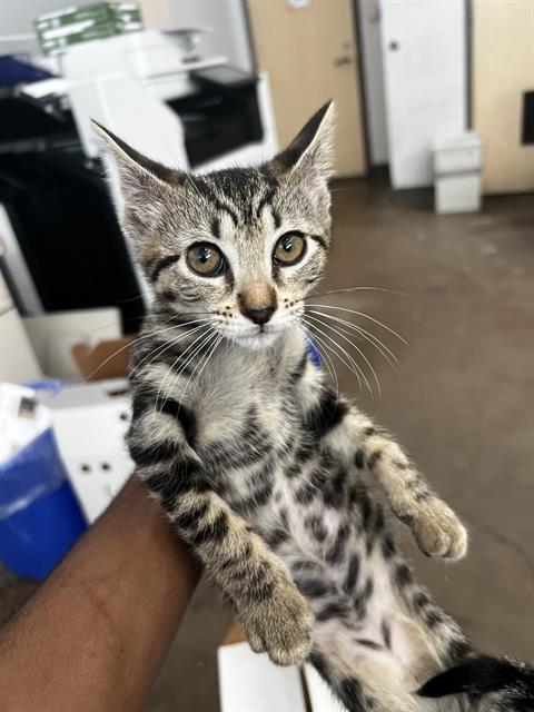 COCOA