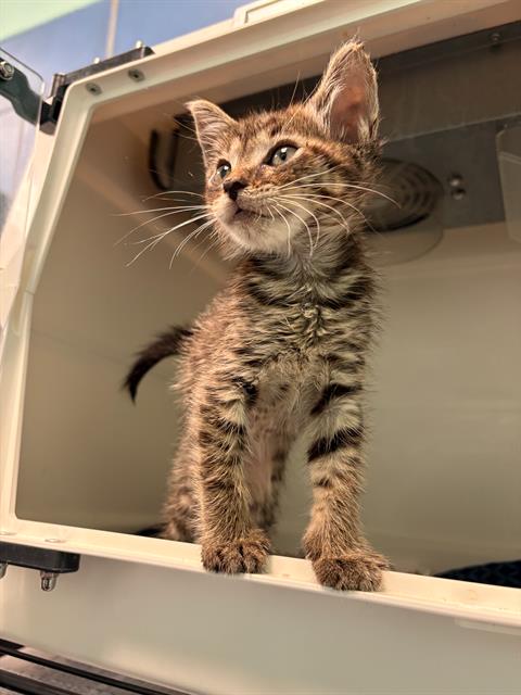 LARRY, Baby Domestic Short Hair (medium coat), cat for adoption in Arlington, Texas