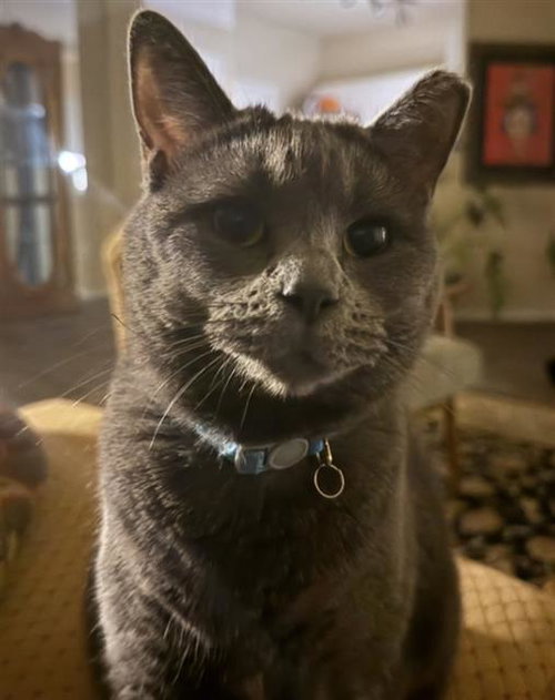 EARL GREY