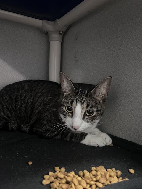 DEREK, Adult Domestic Short Hair (medium coat), cat for adoption in Hurst, Texas