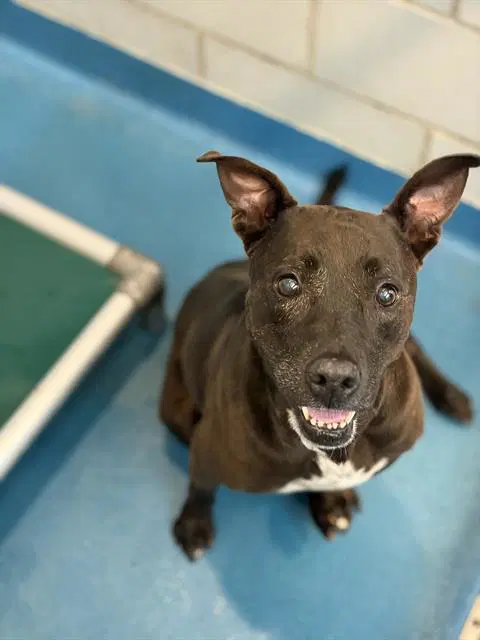 Zara - Pit Bull Terrier