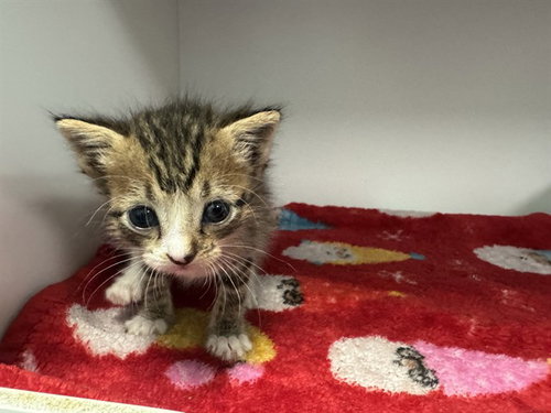 ARLO, an adoptable Domestic Long Hair in Dallas, TX