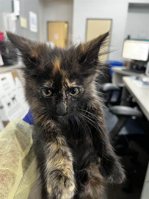 LUNA