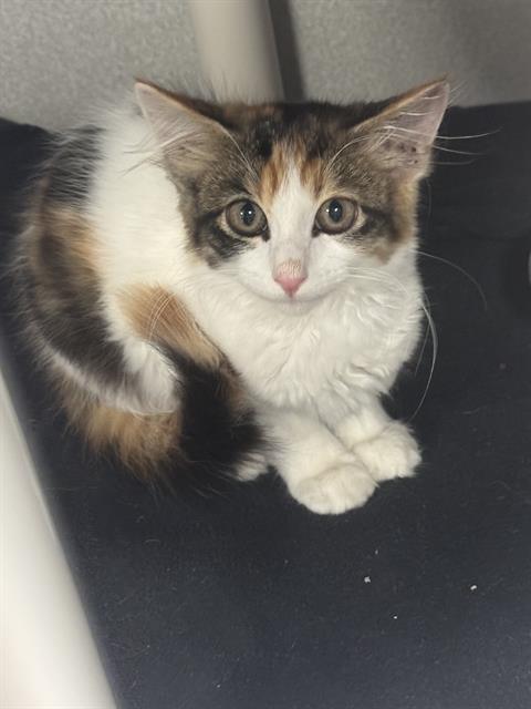 DRUM, Baby Domestic Medium Hair (medium coat), cat for adoption in Lewisville, Texas
