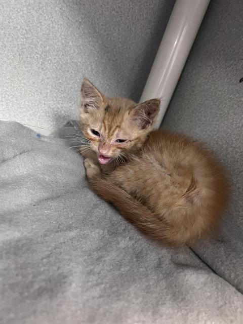 BUBBLES, Baby Domestic Short Hair (medium coat), cat for adoption in Hurst, Texas