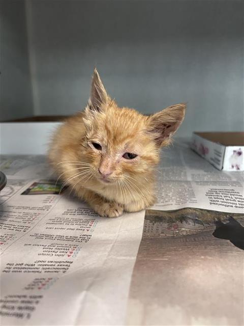 BUBBLES, Baby Domestic Short Hair (medium coat), cat for adoption in Arlington, Texas
