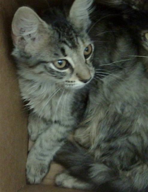 ALICE
