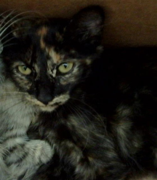ROSALIE