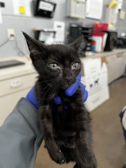 Sake - Domestic Medium Hair