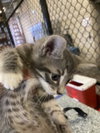 CHARLIE - Photo 1