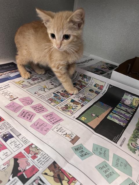 MOSCATO, Baby Domestic Short Hair (medium coat), cat for adoption in Hurst, Texas