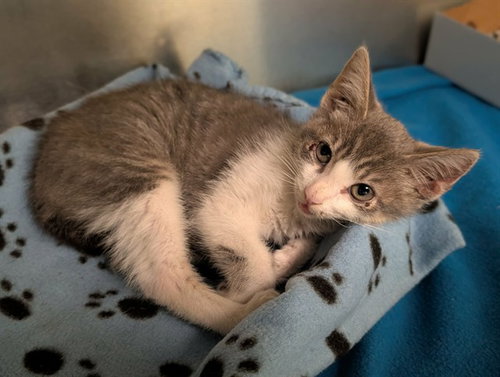 IZZY, Baby Domestic Short Hair (medium coat), cat for adoption in Bedford, Texas