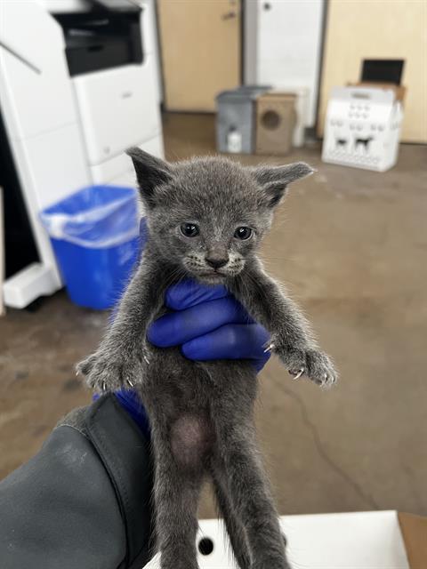 KIT KAT