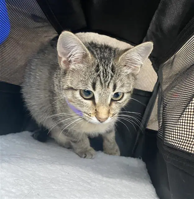 Kiki - Domestic Short Hair