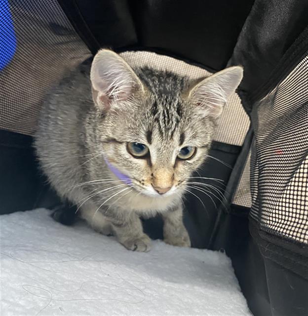 Kiki
