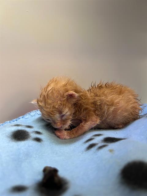 BUDDY, Baby Domestic Short Hair (medium coat), cat for adoption in Arlington, Texas