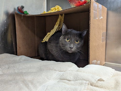CHLOE, a cat for adoption from Dallas Animal Services