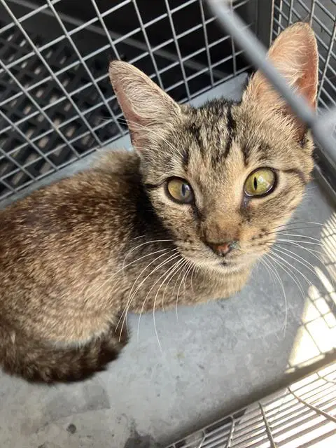 Geogia - Domestic Short Hair