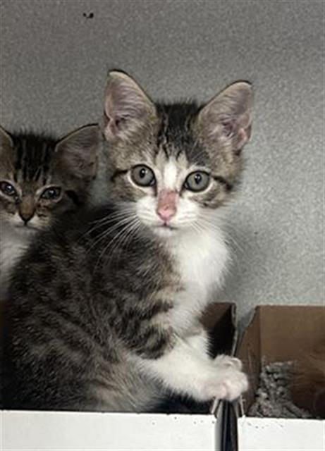 STAR, Baby Domestic Short Hair (medium coat), cat for adoption in Arlington, Texas