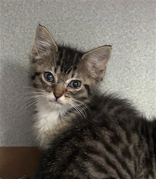 OCEAN, Baby Domestic Short Hair (medium coat), cat for adoption in Arlington, Texas