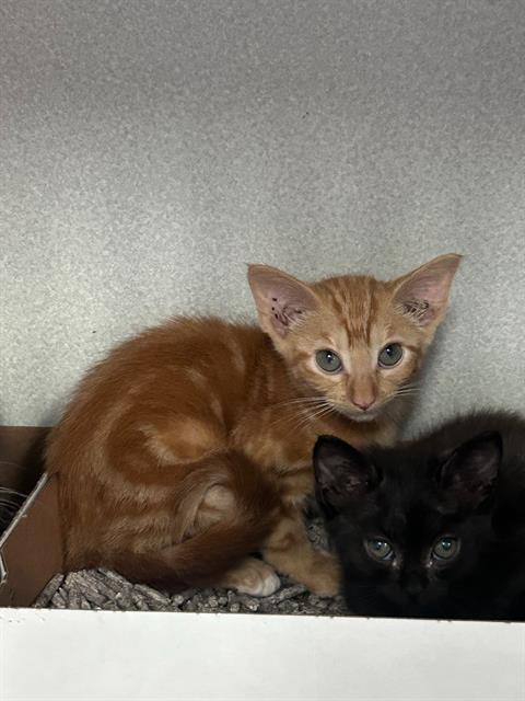 JUJU, Baby Domestic Short Hair (medium coat), cat for adoption in Arlington, Texas