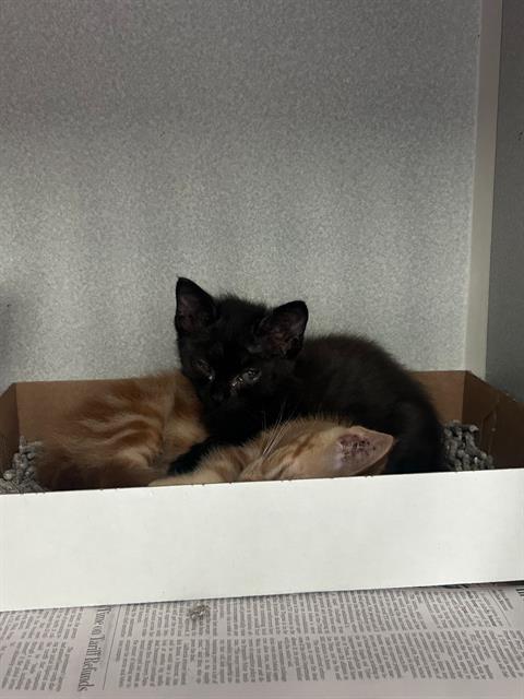 SCAR, Baby Domestic Short Hair (medium coat), cat for adoption in Arlington, Texas