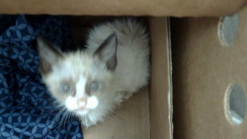 REMY