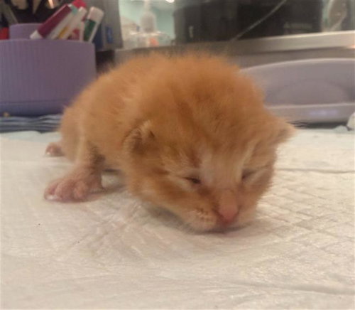 CALCIFUR, Baby Domestic Short Hair / Mixed (medium coat), cat for adoption in Bedford, Texas
