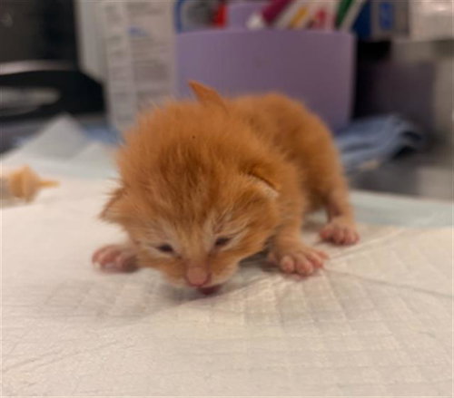 HOWL, Baby Domestic Short Hair / Mixed (medium coat), cat for adoption in Arlington, Texas