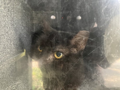 CECE, Adult Domestic Short Hair (medium coat), cat for adoption in Lewisville, Texas