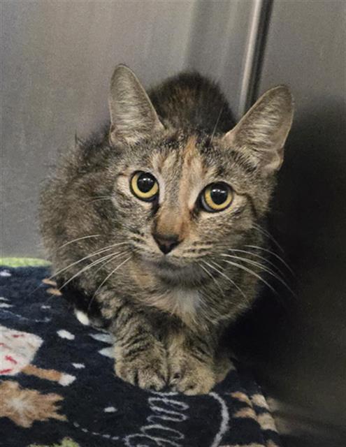 DAISY, Adult Domestic Short Hair (medium coat), cat for adoption in Bedford, Texas