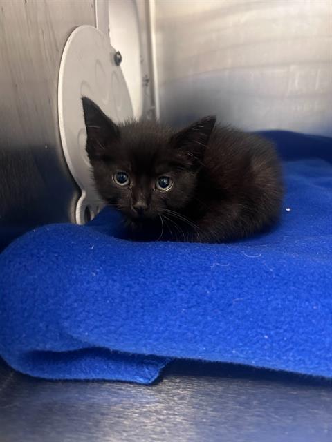 OCEAN, Baby Domestic Short Hair (medium coat), cat for adoption in Arlington, Texas