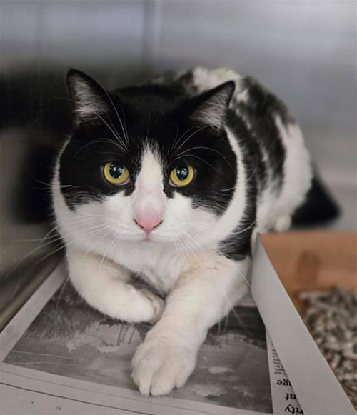 ASH, Senior Domestic Short Hair (medium coat), cat for adoption in Arlington, Texas