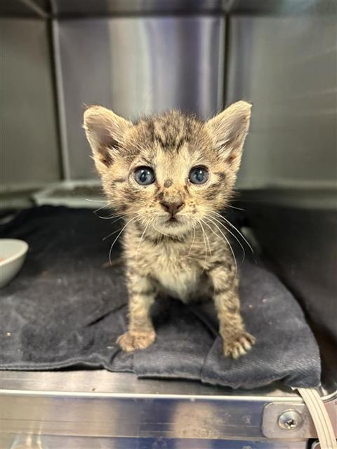 CAM, Baby Domestic Short Hair (medium coat), cat for adoption in Arlington, Texas