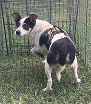 PANCHO, an adoptable Rat Terrier in Dallas, TX