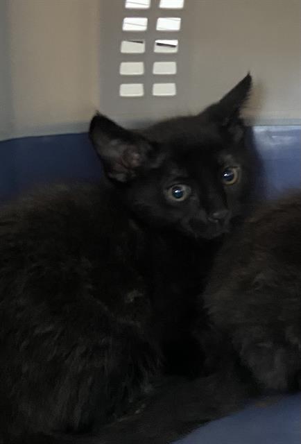 KIT, Baby Domestic Short Hair (medium coat), cat for adoption in Bedford, Texas