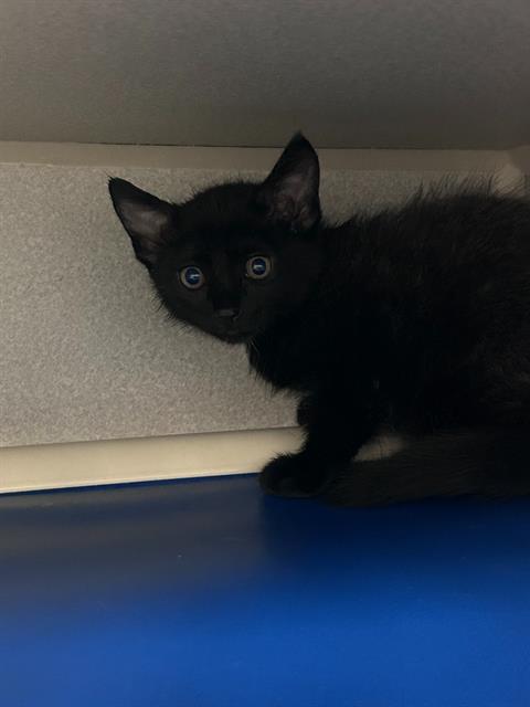 KIT, Baby Domestic Short Hair (medium coat), cat for adoption in Arlington, Texas